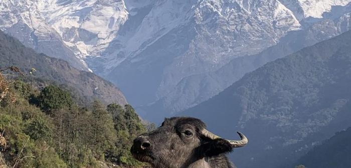 How to cook buffalo meat nepali style